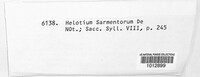Calycella sarmentorum image